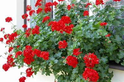 Pelargonium Peltatum